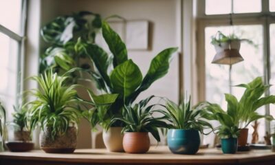 indoor plants for home