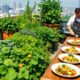 urban farming transforms cuisine