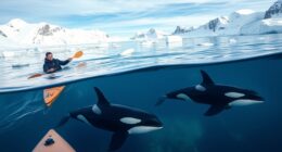 kayak orcas norway safety