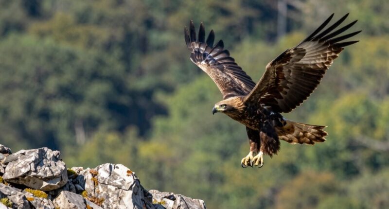 top wildlife telephoto lenses