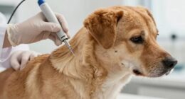 quick pet microchip decision