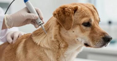 quick pet microchip decision