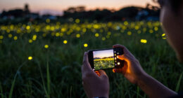 Inside Room 155 Of 175: The Making Of “Luciole — The Synchronous Fireflies Of Vallon Creux”